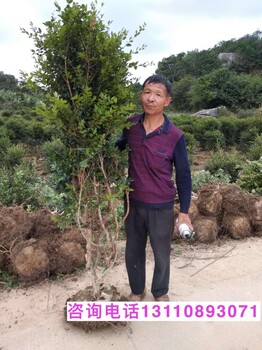 陽春市嘉寶果一般幾年才能結(jié)果