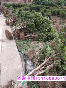 嘉宝果树在湖南能种吗?雅安雨城区