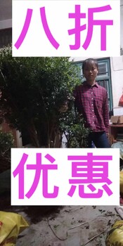 安吉艾斯卡嘉寶果簡介