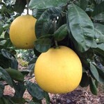 种植技术施肥山东德州矮晚柚和文旦柚的区别