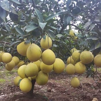 宁波永红矮晚柚-百度矮晚柚种植要求