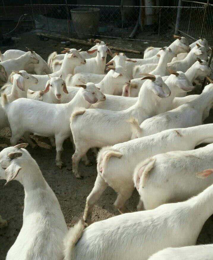 山东养羊场,白山羊价格,山东济宁白山羊养殖场.