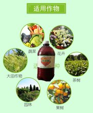 大量元素水溶肥厂家直销水溶肥价格图片