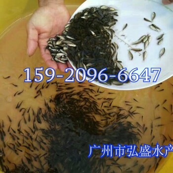 廣州市弘盛水產(chǎn)魚苗場鯉魚苗養(yǎng)殖批發(fā)建鯉魚苗