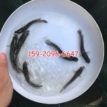 廣西梧州白鯧魚苗來賓鯉魚苗批發價格圖片5