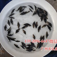 湖北荆州桂花鱼苗批发价格，浙江温州黄颡鱼苗养殖基地