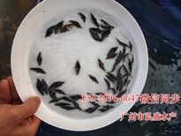 廣西北海全雄性黃骨魚苗玉林桂花魚苗（鱖魚苗）批發價格圖片5