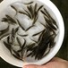 广西河池白鲳鱼苗北海加州鲈鱼苗批发价格