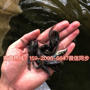 江苏南京斑点叉尾鮰鱼苗批发价格，湖北襄阳银鳕鱼苗养殖基地