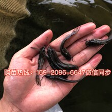 江苏泰州斑点叉尾鮰鱼苗批发价格，江苏连云港本地胡子鲶鱼苗养殖基地