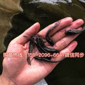 湖南永州黄颡鱼苗黄辣丁鱼苗湖南永州叉尾鮰鱼苗批发价格