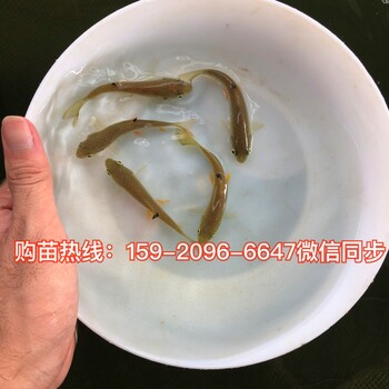 倒刺鲃苗批发光倒刺鲃苗价格光鱼苗河鲣鱼苗