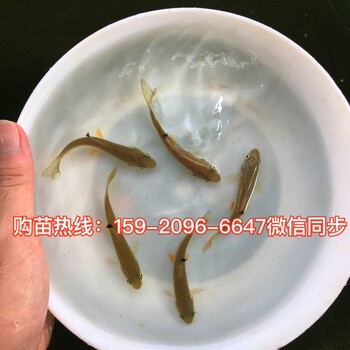 倒刺鲃苗价格光倒刺鲃苗批发光鱼苗河鲣鱼苗