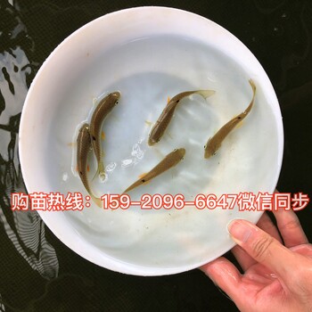 贵州贵阳鳗鱼苗批发价格，贵州荔波军鱼苗养殖基地