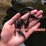 福建泉州南方大口鲶鱼苗批发福建漳州杂交大口鲶鱼苗价格图片5