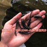 福建泉州南方大口鲶鱼苗批发福建漳州杂交大口鲶鱼苗价格图片4