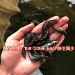 福建泉州南方大口鲶鱼苗批发福建漳州杂交大口鲶鱼苗价格图片3