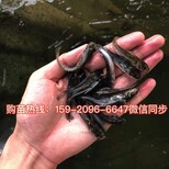 福建泉州南方大口鲶鱼苗批发福建漳州杂交大口鲶鱼苗价格图片0