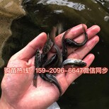 福建泉州南方大口鲶鱼苗批发福建漳州杂交大口鲶鱼苗价格图片2