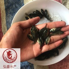 罗非鱼水花批发吉富罗非鱼苗水花苗出售宝路罗非鱼苗图片