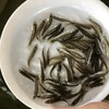 福州淡水鱸魚苗吃飼料的鱸魚苗福州長樂加州鱸魚苗