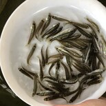 福州淡水鱸魚苗吃飼料的鱸魚苗福州長樂加州鱸魚苗圖片0