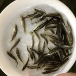 福州淡水鱸魚苗吃飼料的鱸魚苗福州長樂加州鱸魚苗圖片1