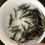 福州淡水鱸魚苗吃飼料的鱸魚苗福州長樂加州鱸魚苗圖片2