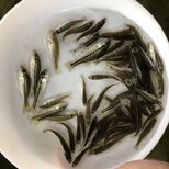 福州淡水鱸魚苗吃飼料的鱸魚苗福州長樂加州鱸魚苗圖片3