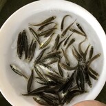 福州淡水鱸魚苗吃飼料的鱸魚苗福州長樂加州鱸魚苗圖片5