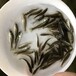 郴州中华鲟鱼苗鲟鱼苗湖南永州鸭嘴鲟鱼苗