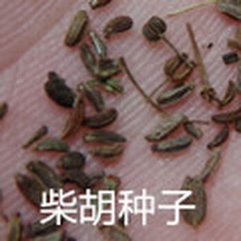 中药材种植指南网致富品种之——北柴胡后市看好