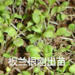 中药材种植网致富品种之——板兰根价格开始涨图片