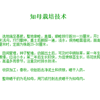 供應中藥材遠志種子中藥材種植指南網