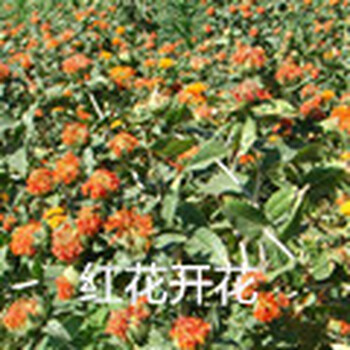 供應(yīng)中藥材紅花種子