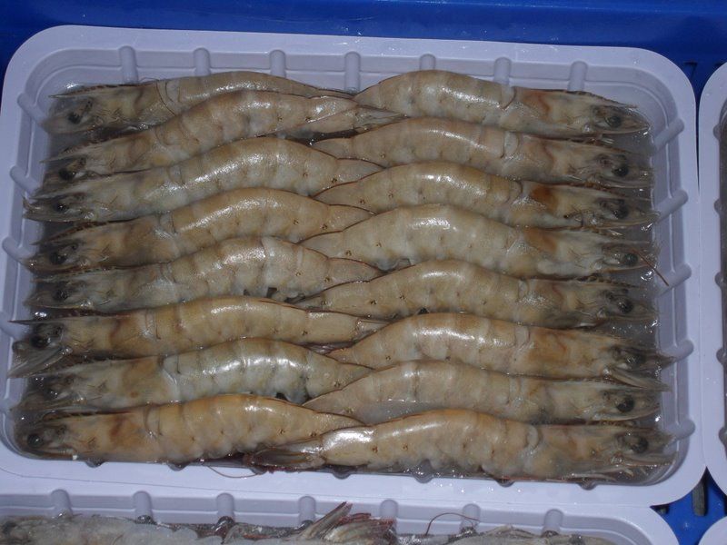 野生对虾