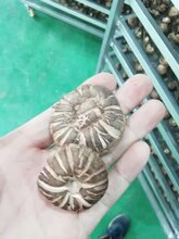 食用菌香菇空气能烘干机厂家批发香菇热泵烘干机图片