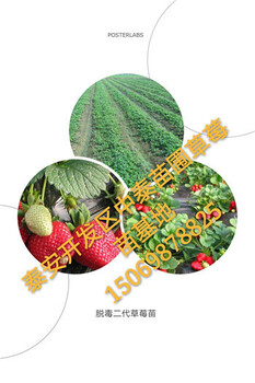 河南平頂山4公分甜柿子苗平均價(jià)格
