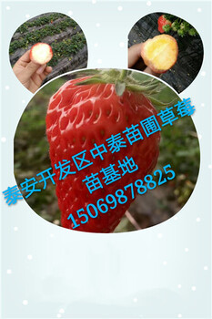 新疆和田2公分葡萄苗2018價(jià)格