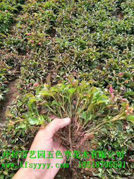五色草價格五色草批發(fā)