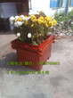 广州专业生产花箱户外景区花箱户外公园订做花箱