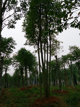 湖北鑫森绿化大量供应荆州丛生柚子树丨全冠柚子树