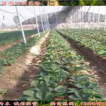 新闻资讯：德阳四季草莓苗便宜急售//送10%的新品种