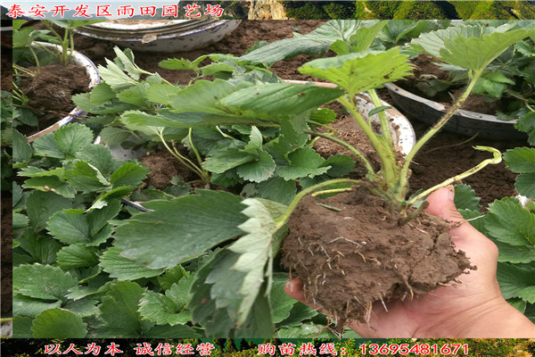 泰安 泰尔玛草莓苗供应√亩栽多少棵