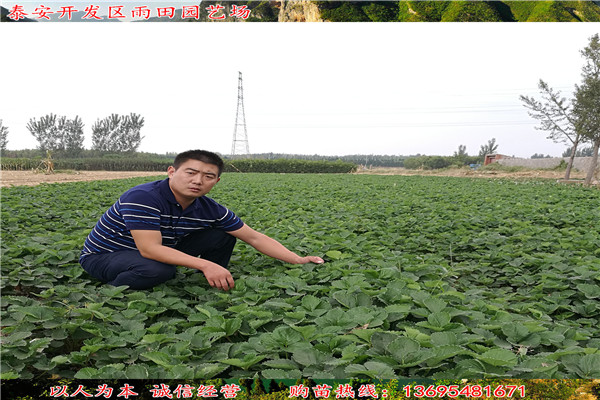 新闻资讯：德阳四季草莓苗 便宜急售//送10%的新品种