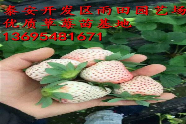 新闻：常德四季草莓苗四毛钱一株加冰包邮