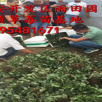 临沧菠萝莓草莓苗多少钱一株√亩产量是多少