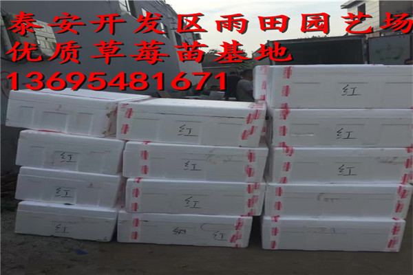 頭條：聊城圣安德瑞斯草莓苗品質(zhì)//2018年實時報價