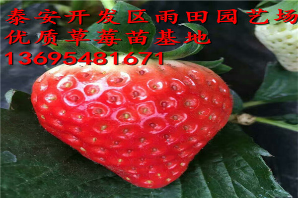 保定 阿玛奥草莓苗价格√亩栽多少株
