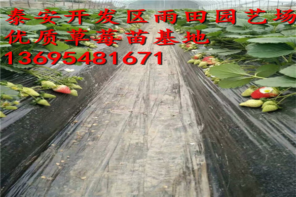 新聞：黃南r7號(hào)草莓苗品質(zhì)//2018年實(shí)時(shí)報(bào)價(jià)
